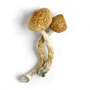 GOLDEN TEACHER MUSHROOMS