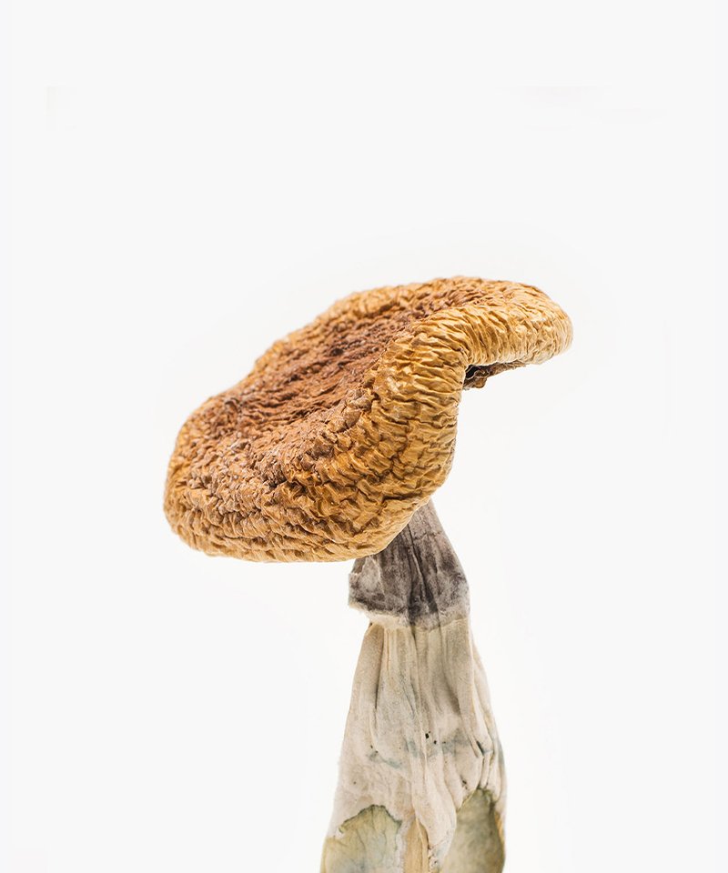 GOLDEN TEACHER MUSHROOMS - Image 2