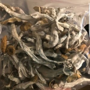 Psilocybe Cubensis spores
