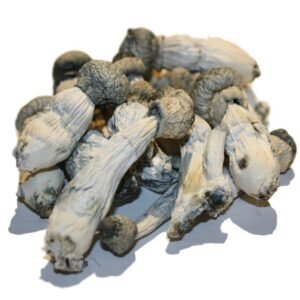 ALBINO PENIS ENVY MAGIC MUSHROOM