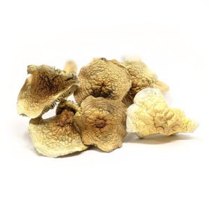 ALBINO GOLDEN TEACHER MAGIC MUSHROOMS