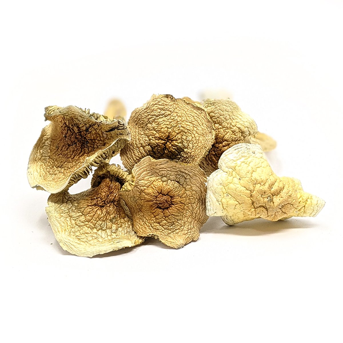 ALBINO GOLDEN TEACHER MAGIC MUSHROOMS