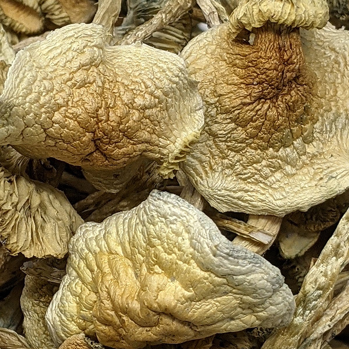 ALBINO GOLDEN TEACHER MAGIC MUSHROOMS - Image 2