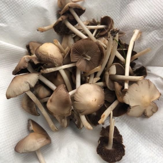LIBERTY CAPS MAGIC MUSHROOMS - Image 2
