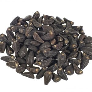 MORNING GLORY SEEDS (LSA SEEDS)
