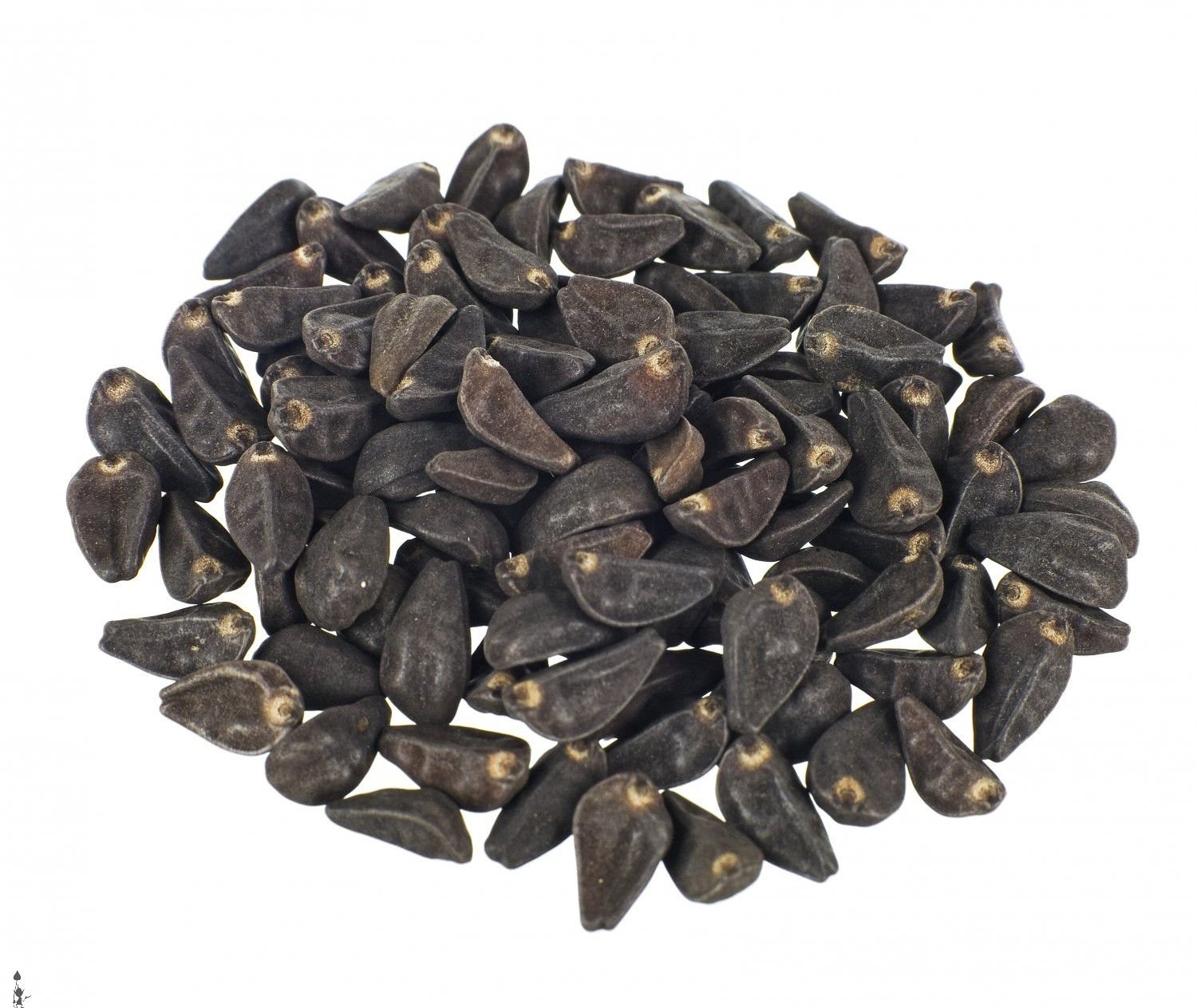MORNING GLORY SEEDS (LSA SEEDS)