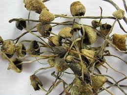 LIBERTY CAPS MAGIC MUSHROOMS