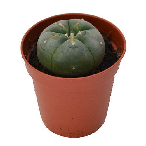 PEYOTE CACTUS - Image 2