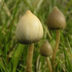 Buy Liberty Cap Mushrooms online